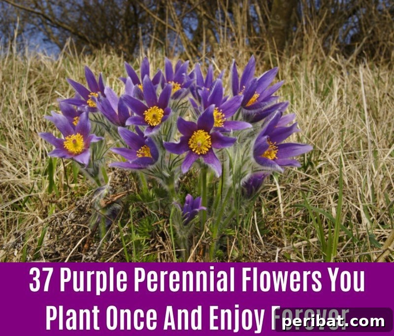 Pasque Flower - Purple Perennial Flower