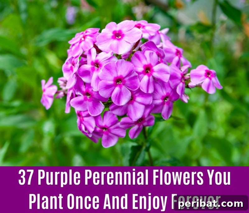 Phlox - Purple Perennial Flower