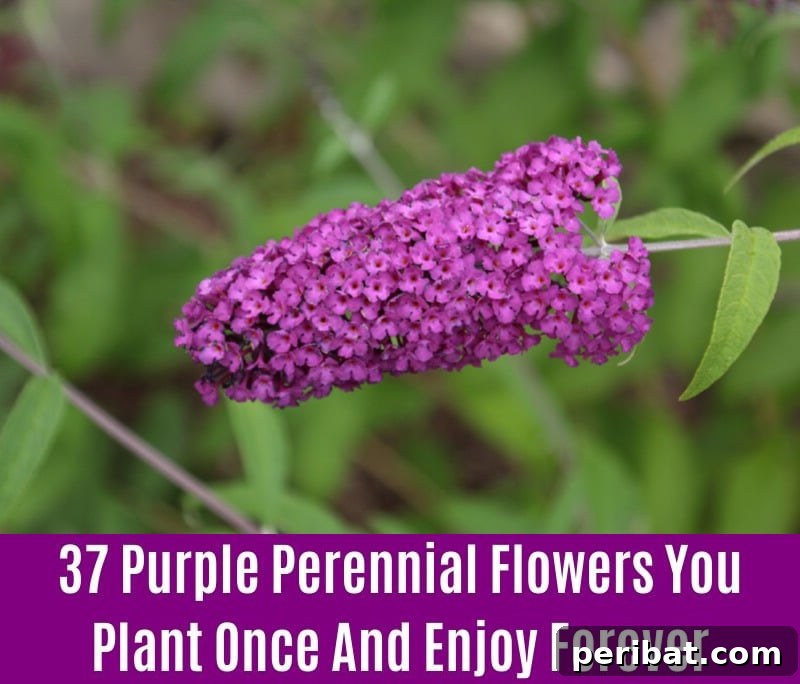 Butterfly Bush - Purple Perennial Flower