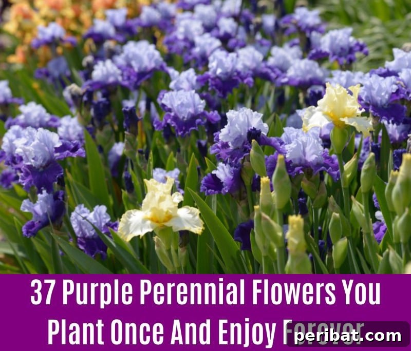 German Bearded Iris - Purple Perennial Flower