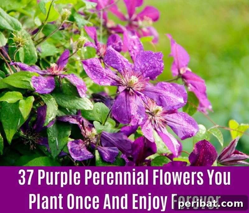 Bush Clematis - Purple Perennial Flower