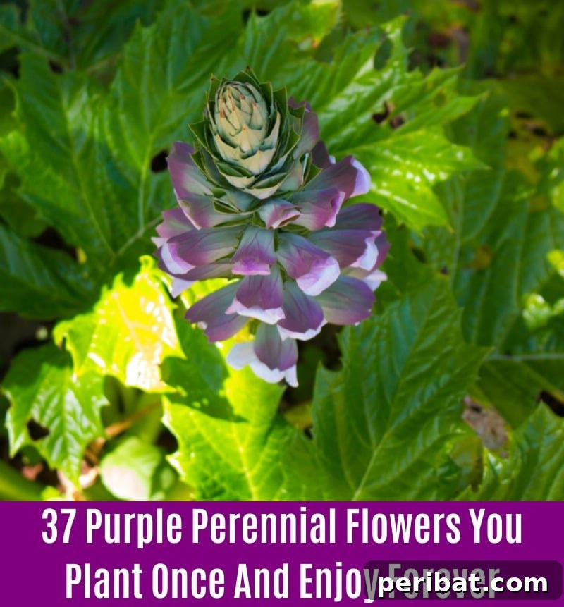 Bear’s Breeches - Purple Perennial Flower