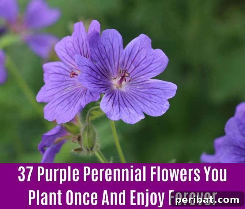 Hardy Geranium - Purple Perennial Flower