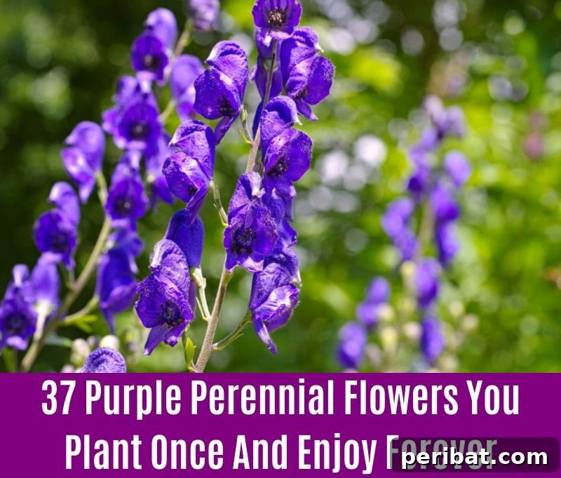 Monkshood - Purple Perennial Flower