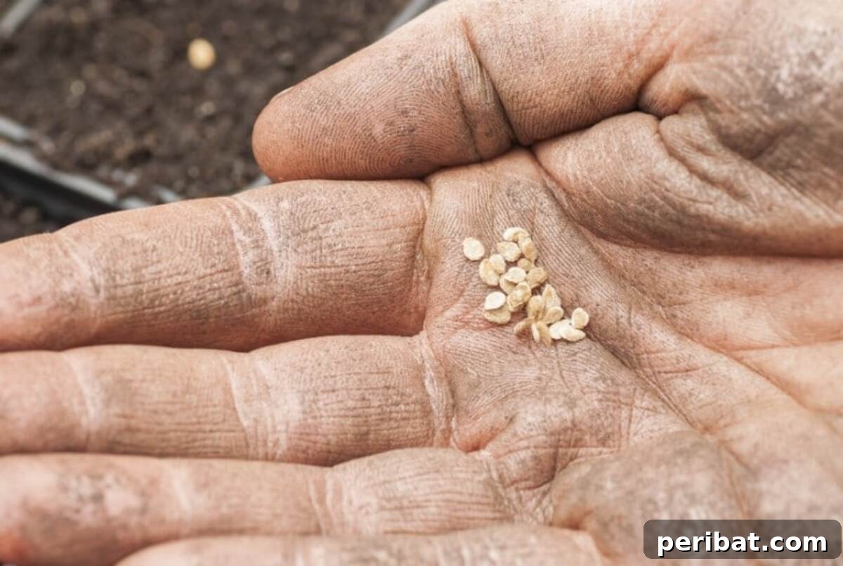 Tomato seeds.