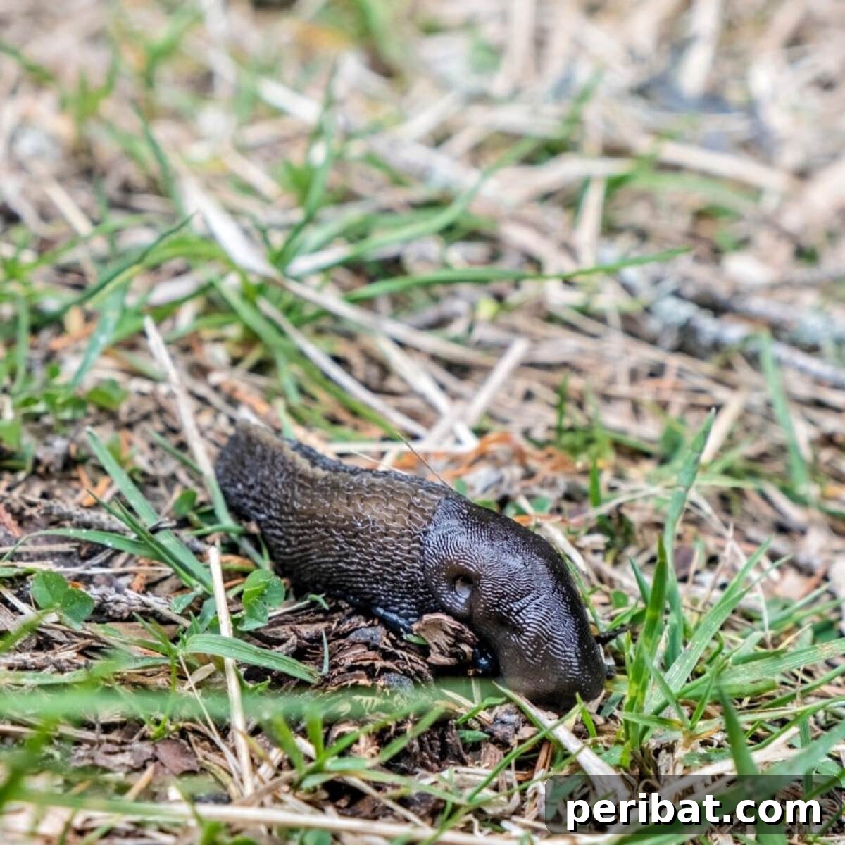 Slug in the garden