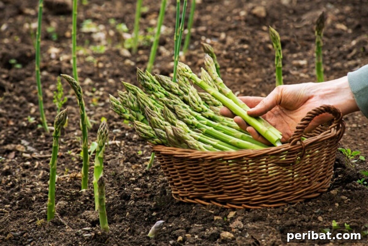 A basket full of freshly harvested asparagus