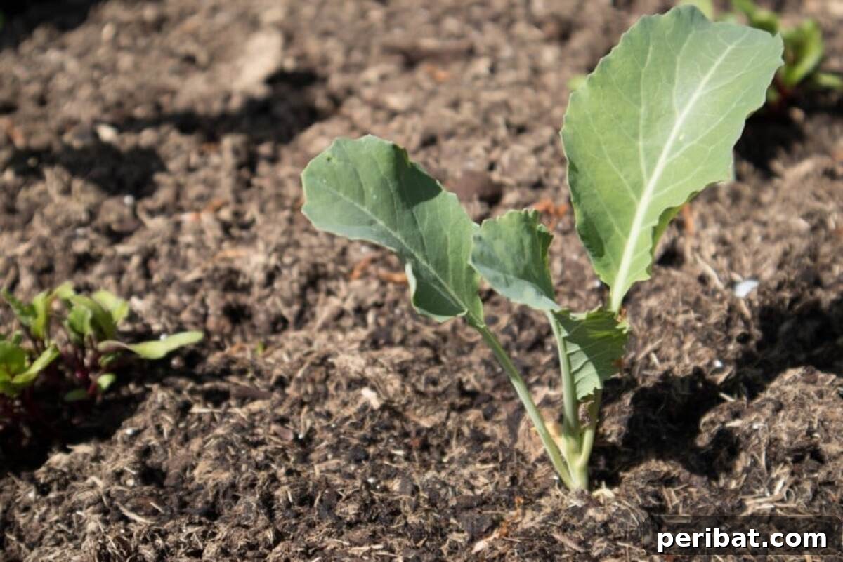 Cauliflower seedling.