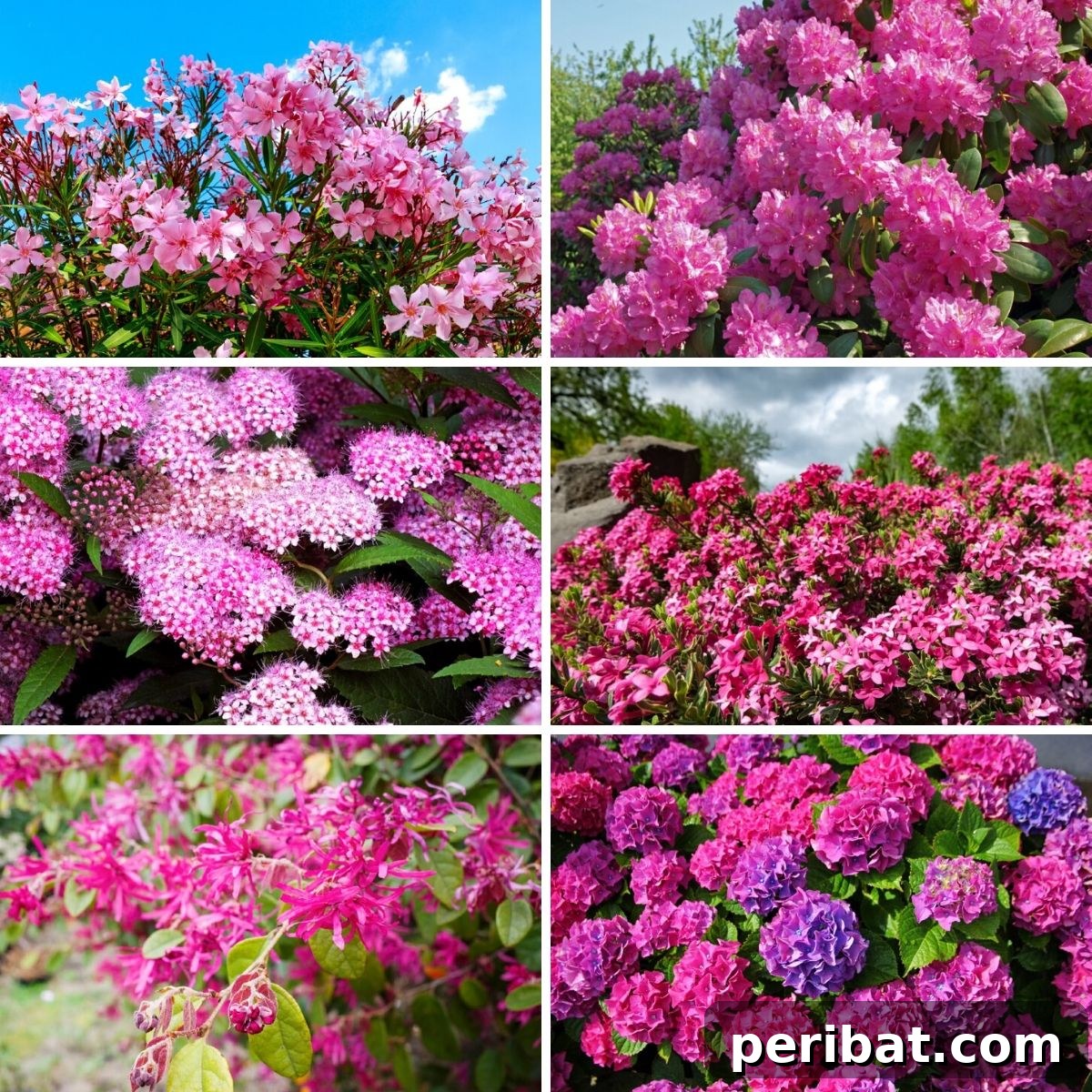 Blush-Toned Blooms: Enchanting Shrubs for Every Garden 2 Collage photo featuring six items from the pink shrubs list