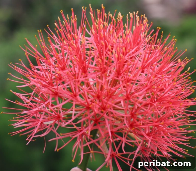 Blush-Toned Blooms: Enchanting Shrubs for Every Garden 11 Bottlebrush