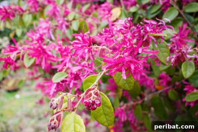 Blush-Toned Blooms: Enchanting Shrubs for Every Garden 12 Chinese Fringe Flower