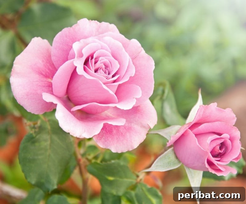 Blush-Toned Blooms: Enchanting Shrubs for Every Garden 13 Pink Roses