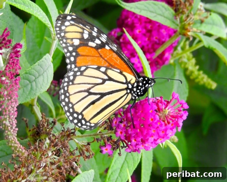 Blush-Toned Blooms: Enchanting Shrubs for Every Garden 14 Butterfly Bush