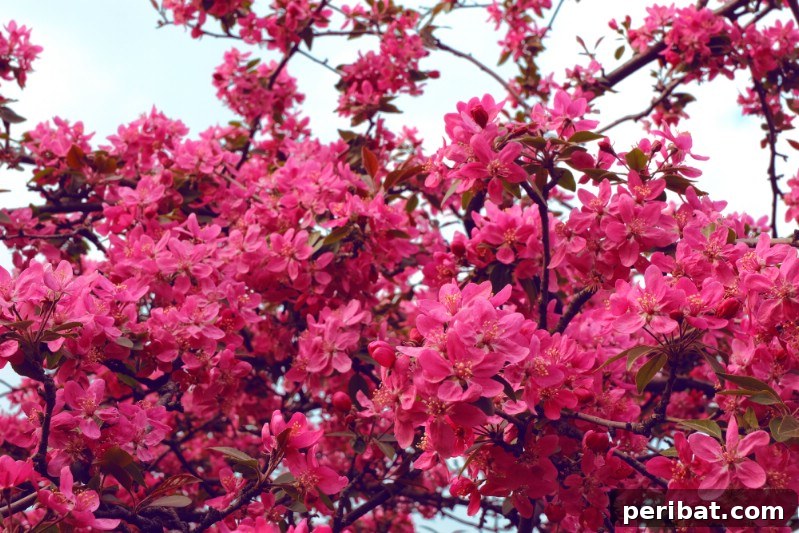Blush-Toned Blooms: Enchanting Shrubs for Every Garden 15 Quince