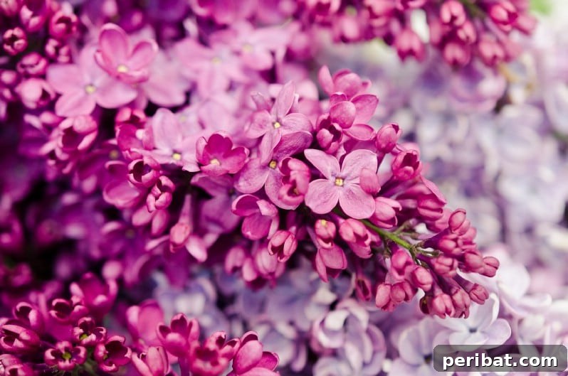 Blush-Toned Blooms: Enchanting Shrubs for Every Garden 16 Lilac