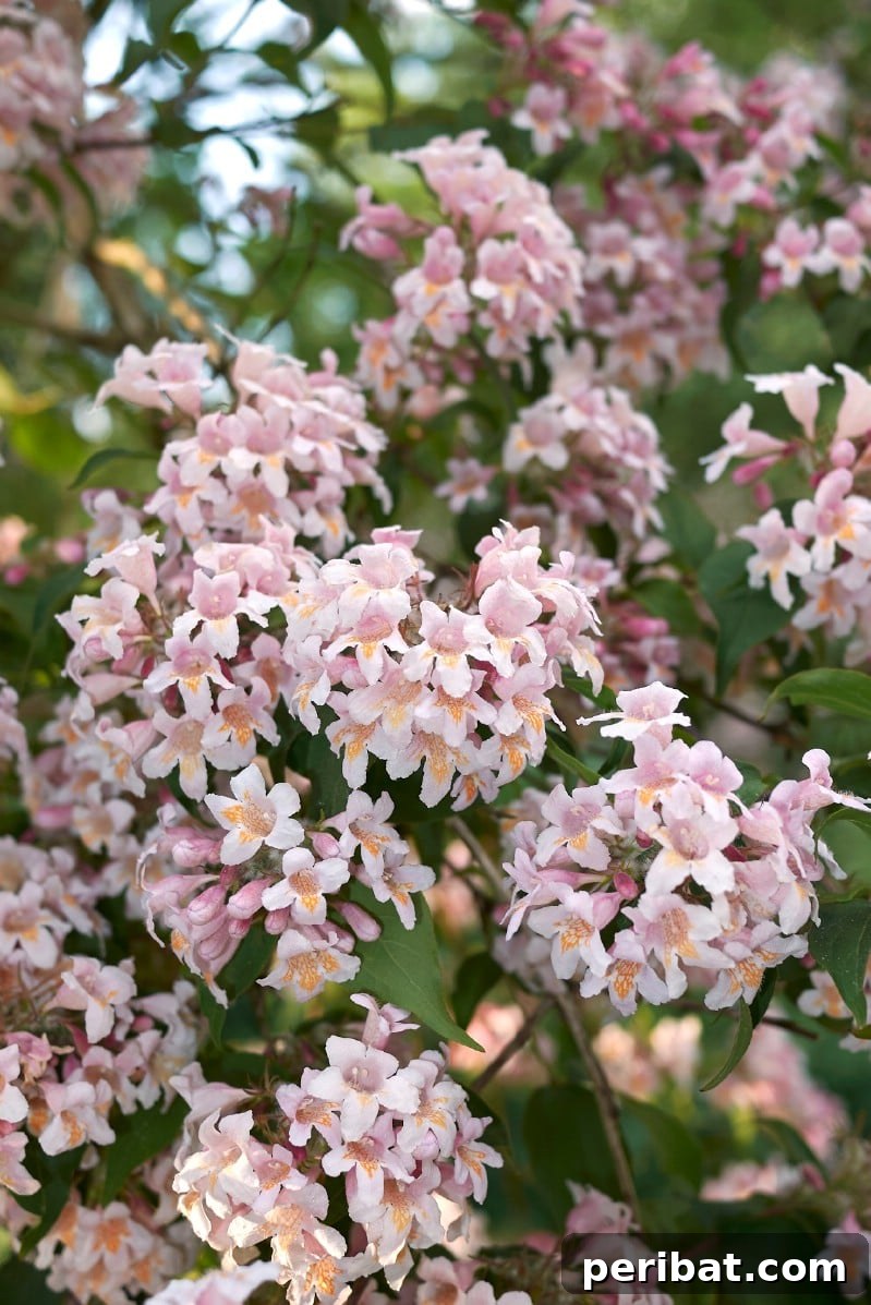 Blush-Toned Blooms: Enchanting Shrubs for Every Garden 17 Abelia