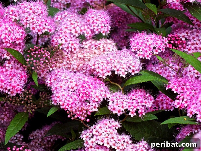 Blush-Toned Blooms: Enchanting Shrubs for Every Garden 18 Spirea