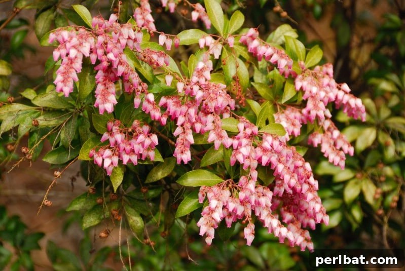 Blush-Toned Blooms: Enchanting Shrubs for Every Garden 19 Japanese andromeda