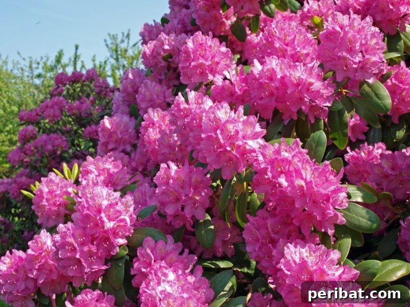 Blush-Toned Blooms: Enchanting Shrubs for Every Garden 20 Rhododendron
