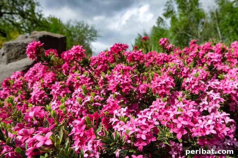 Blush-Toned Blooms: Enchanting Shrubs for Every Garden 3 Daphne
