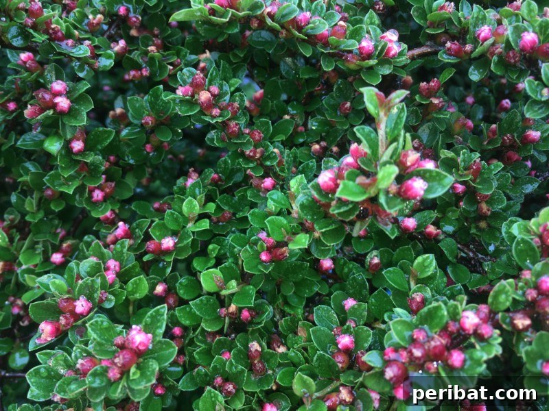 Blush-Toned Blooms: Enchanting Shrubs for Every Garden 21 Cotoneaster