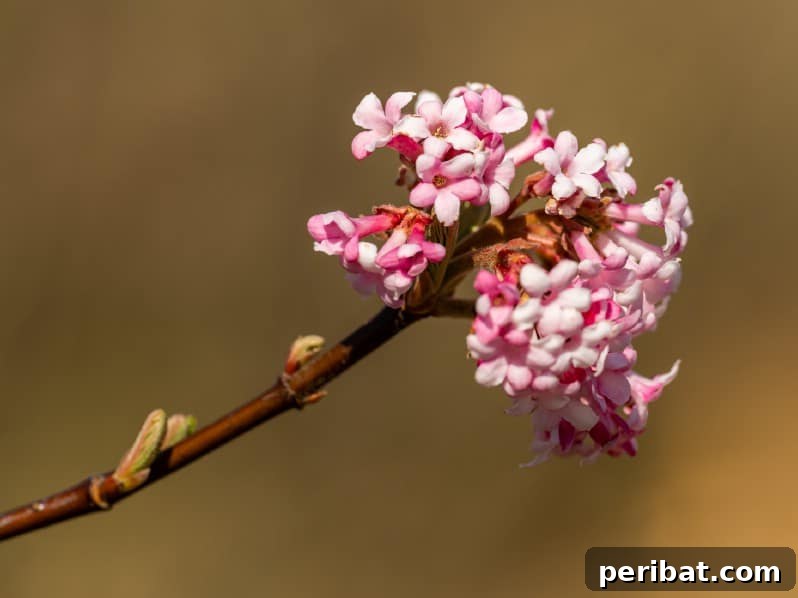 Blush-Toned Blooms: Enchanting Shrubs for Every Garden 23 Viburnum