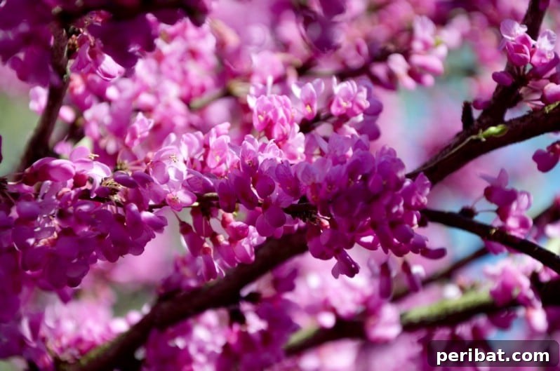 Blush-Toned Blooms: Enchanting Shrubs for Every Garden 24 Forsythia