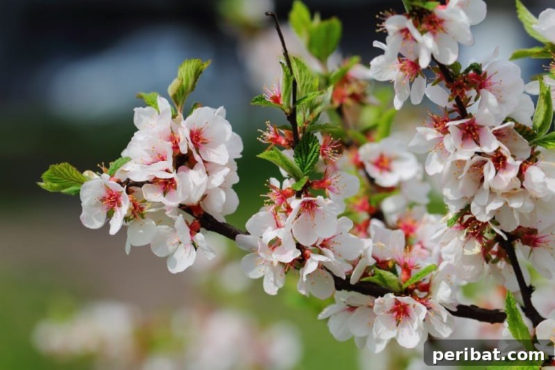 Blush-Toned Blooms: Enchanting Shrubs for Every Garden 25 Nanking Cherry