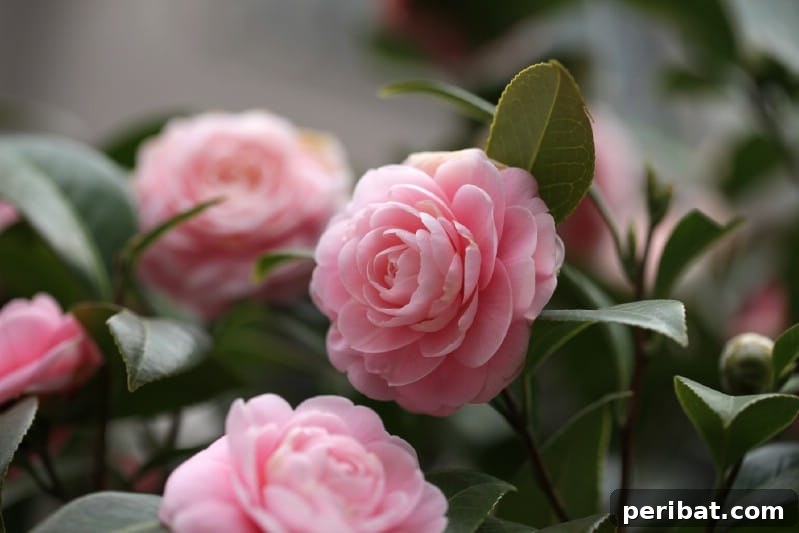 Blush-Toned Blooms: Enchanting Shrubs for Every Garden 26 Camellia