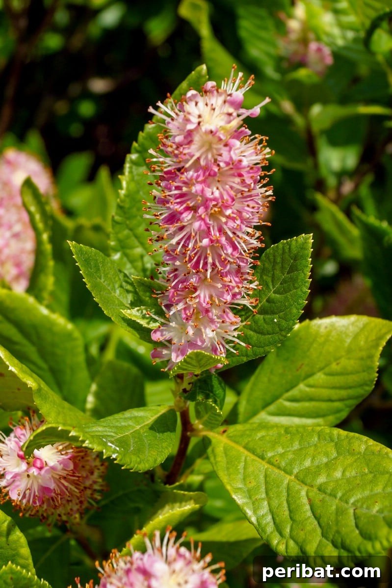 Blush-Toned Blooms: Enchanting Shrubs for Every Garden 27 Summersweet