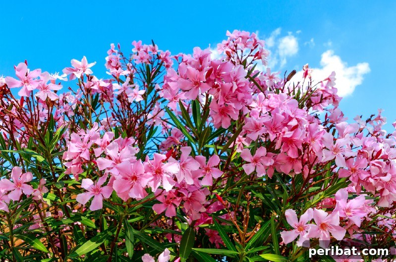 Blush-Toned Blooms: Enchanting Shrubs for Every Garden 28 Oleander