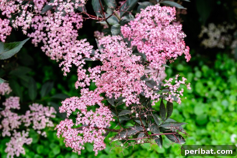 Blush-Toned Blooms: Enchanting Shrubs for Every Garden 4 Elderberry