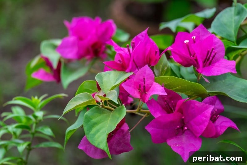 Blush-Toned Blooms: Enchanting Shrubs for Every Garden 5 Bougainvillea