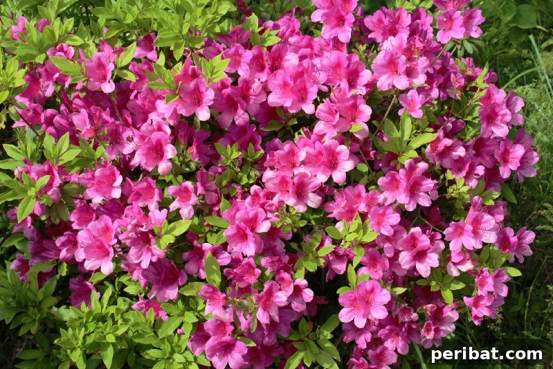 Blush-Toned Blooms: Enchanting Shrubs for Every Garden 7 Azalea