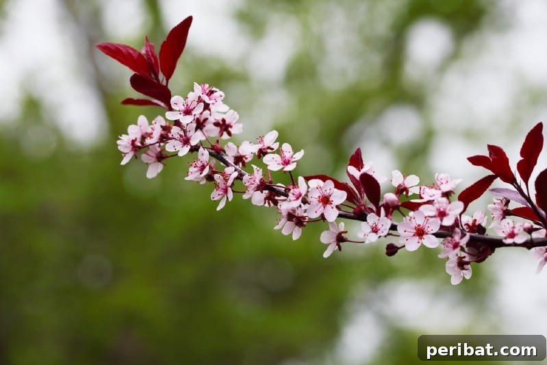 Blush-Toned Blooms: Enchanting Shrubs for Every Garden 8 Sandcherry