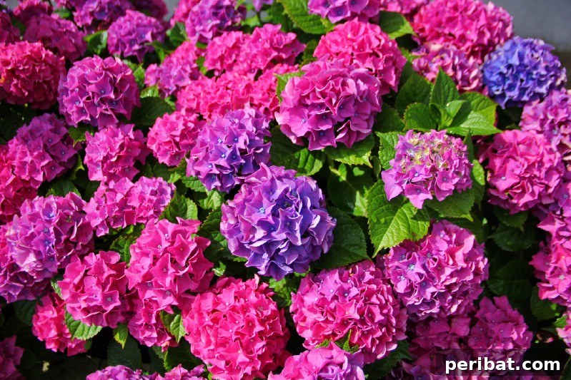 Blush-Toned Blooms: Enchanting Shrubs for Every Garden 9 Hydrangea