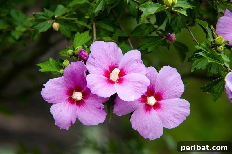 Blush-Toned Blooms: Enchanting Shrubs for Every Garden 10 Rose of Sharon