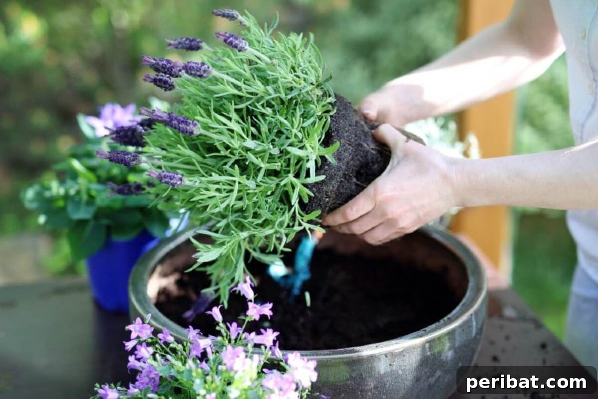 Planting the flowers.