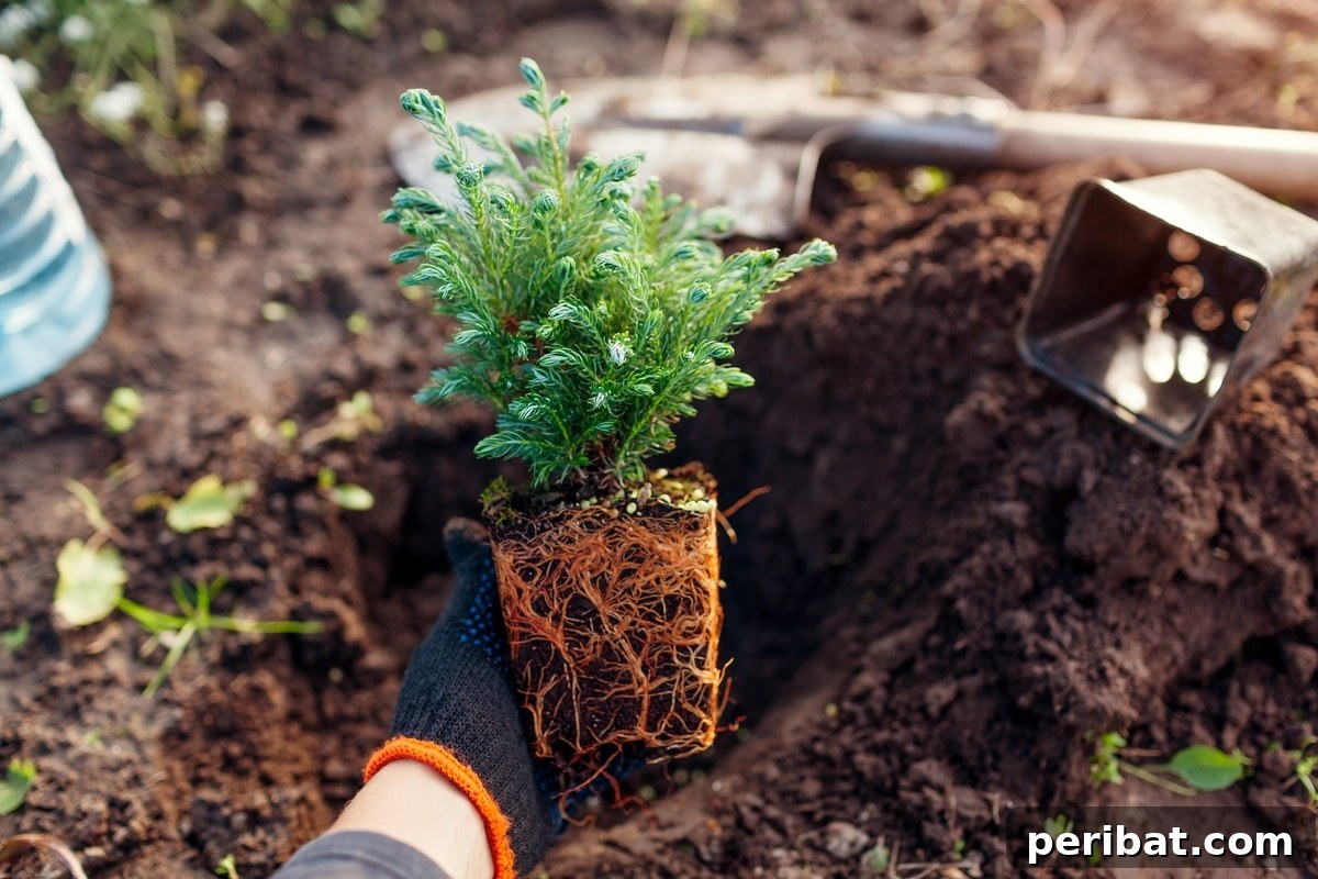 A gardener is holding a small shrub.