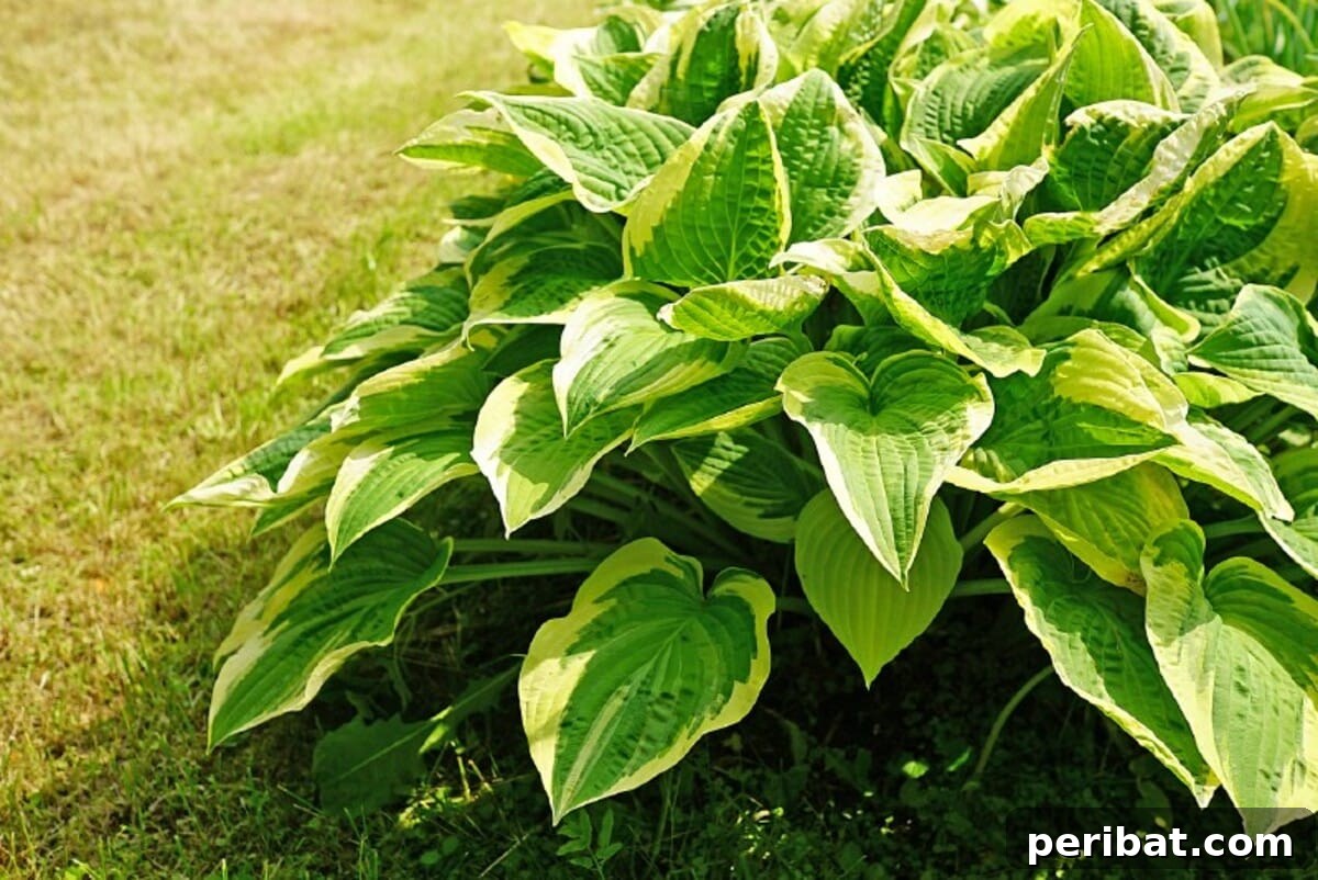 Hostas decorating the garden with lovely foliage