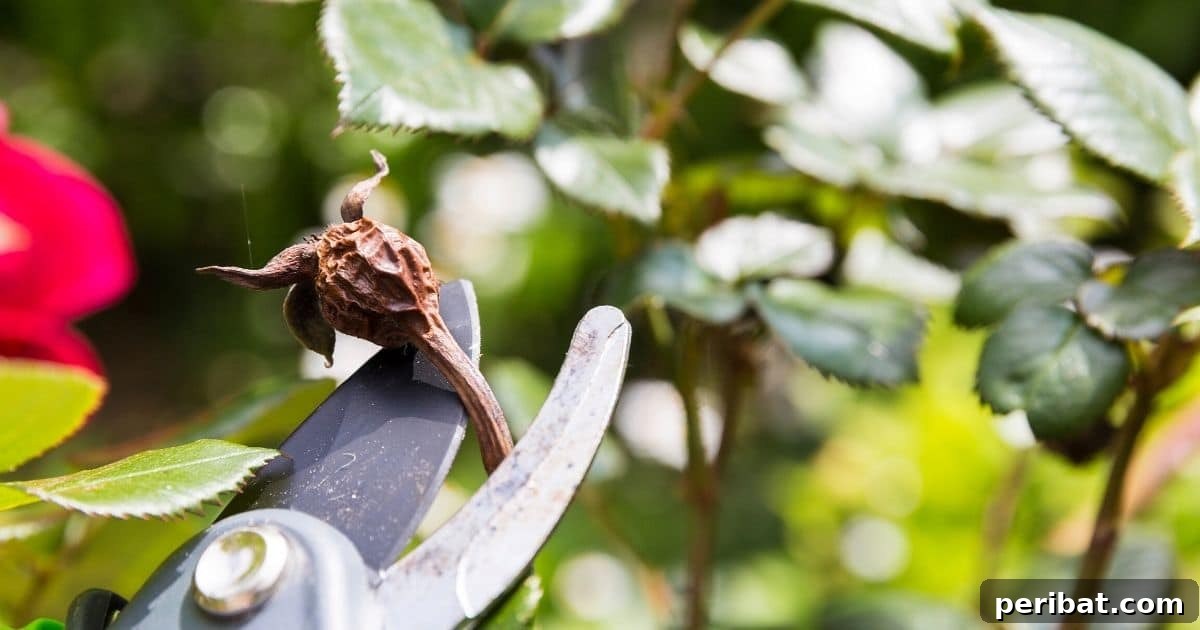 Pruning roses.