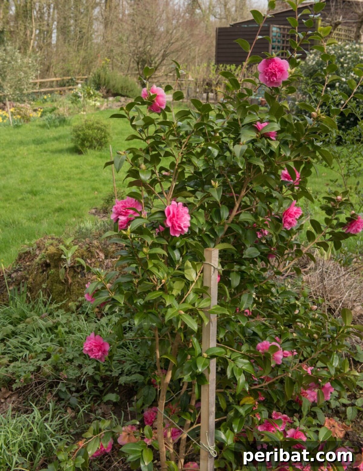 Flower properly staked and fixed