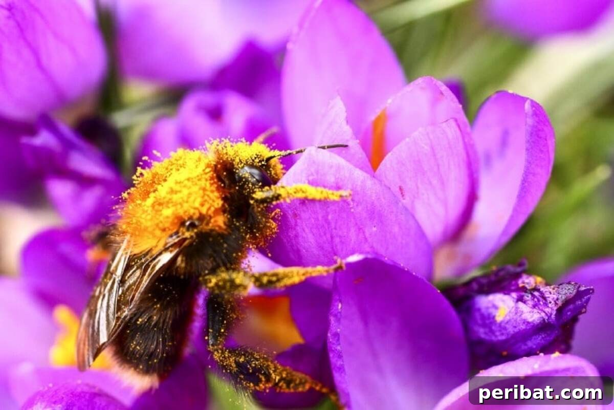 A bee pollinating the flowers.