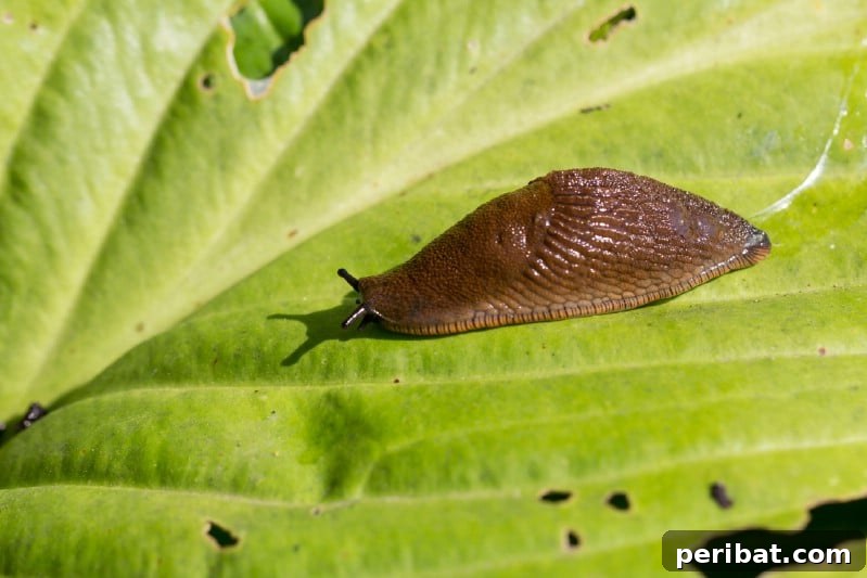 Close-up of snails actively eating holes in the leaves of garden produce.