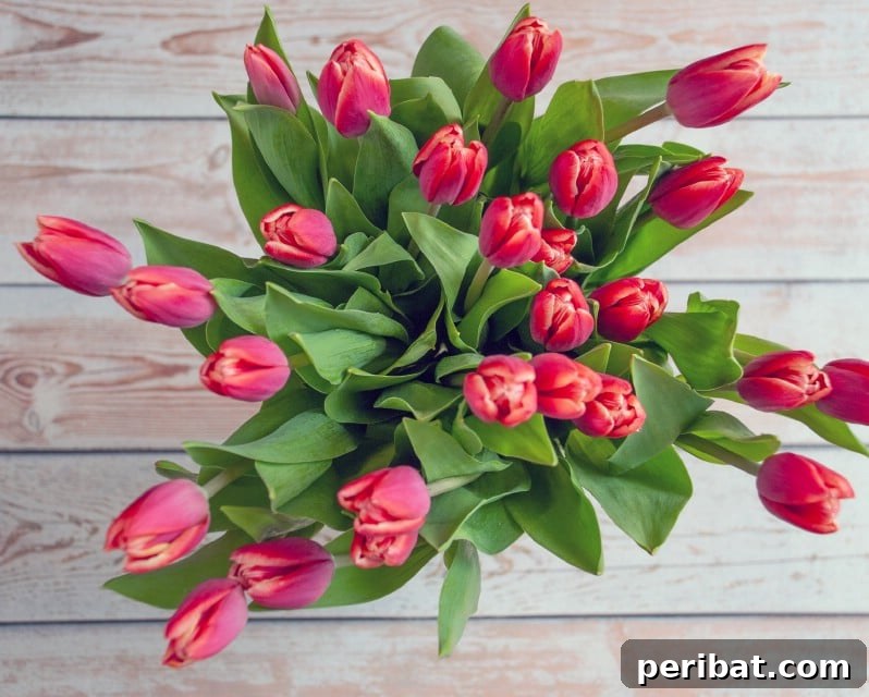 A vibrant bouquet of fresh tulips in a glass vase, lasting longer with a special solution.