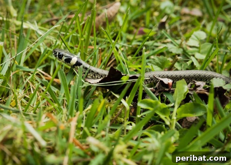 A snake partially hidden among the greenery in a garden, illustrating its presence.