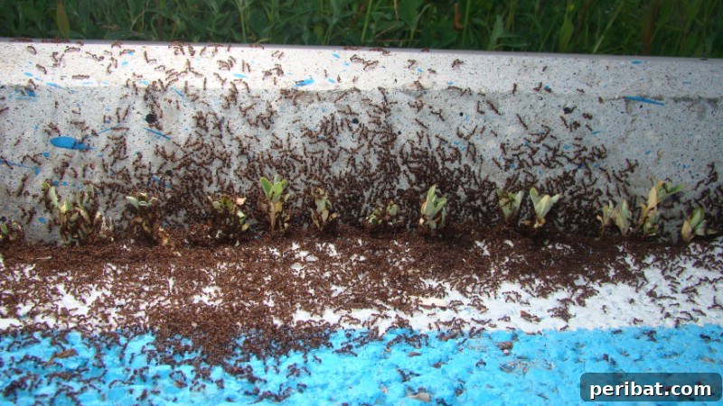 Ant colony next to garden edging in a well-maintained garden.