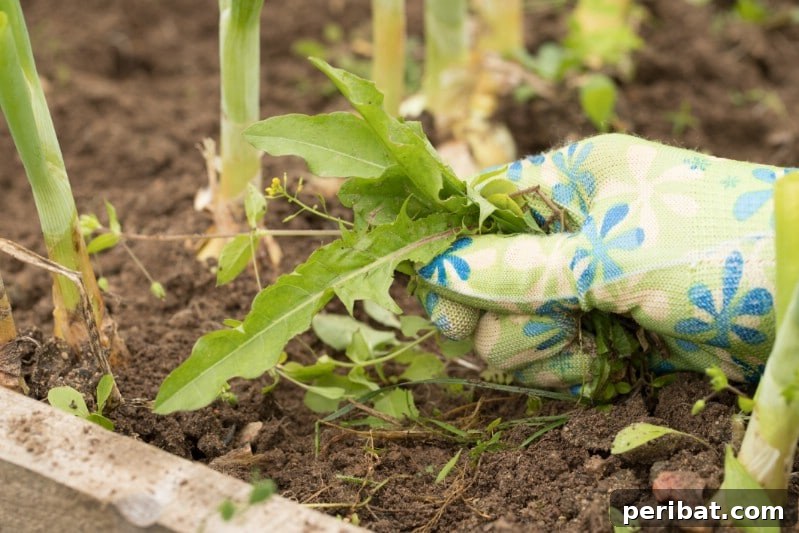 A gardener diligently weeding in a vibrant, flourishing garden bed.