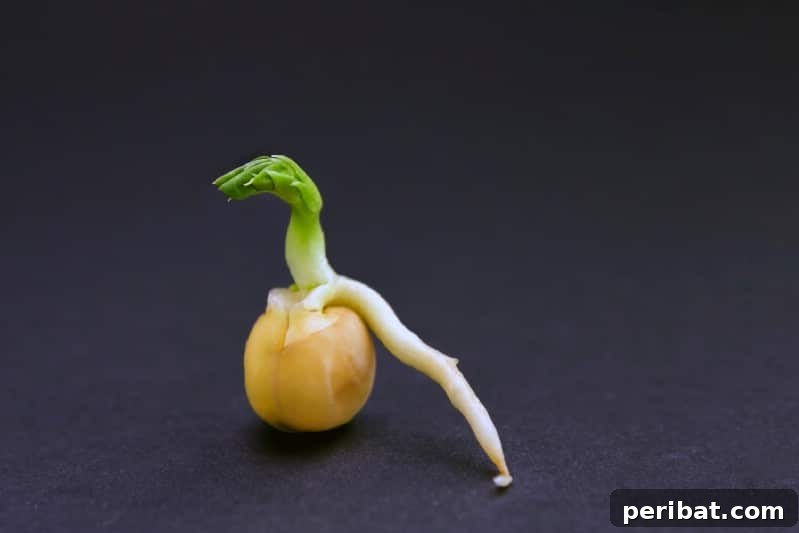 A close-up view of pea seeds sprouting, illustrating the process of germination.