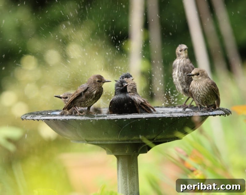 Your Garden's Secret Weapon 24 Baking Soda Tricks 13 Bird family using a garden birdbath.